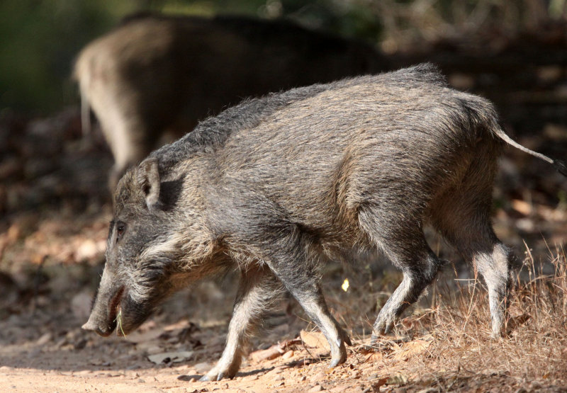 SUIDAE - WILD BOAR - BANDHAVGAR NATIONAL PARK INDIA (6).JPG