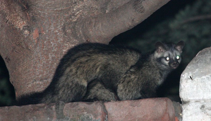 VIVERRID - CIVET - COMMON PALM CIVET - CHAMBAL RIVER SANCTUARY INDIA (12).JPG