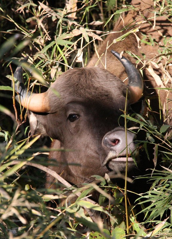 BOVID - GAUR - KANHA NATIONAL PARK MADHYA PRADESH INDIA (105).JPG