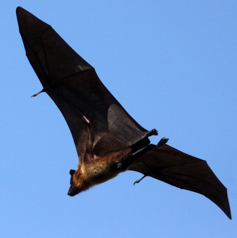 CHIROPTERA - INDIAN FLYING FOX - GIR FOREST GUJARAT INDIA (22).JPG