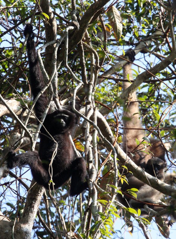 PRIMATE - GIBBON - HOOLOCKS GIBBON - WILD GIBBON SANCTUARY ASSAM INDIA (36).JPG