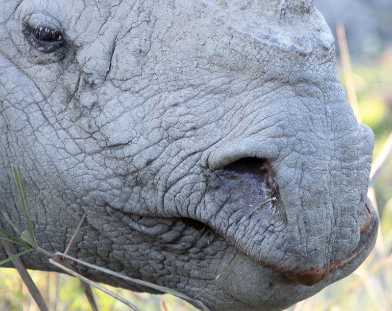 RHINOCEROS - ASIAN ONE-HORNED RHINOCEROS - KAZIRANGA NATIONAL PARK ASSAM INDIA (138).JPG