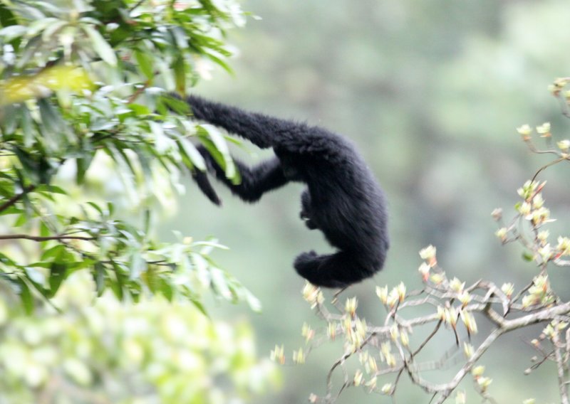 PRIMATE - GIBBON - BLACK-CRESTED GIBBON - WULIANGSHAN NATURE RESERVE YUNNAN CHINA (15).JPG