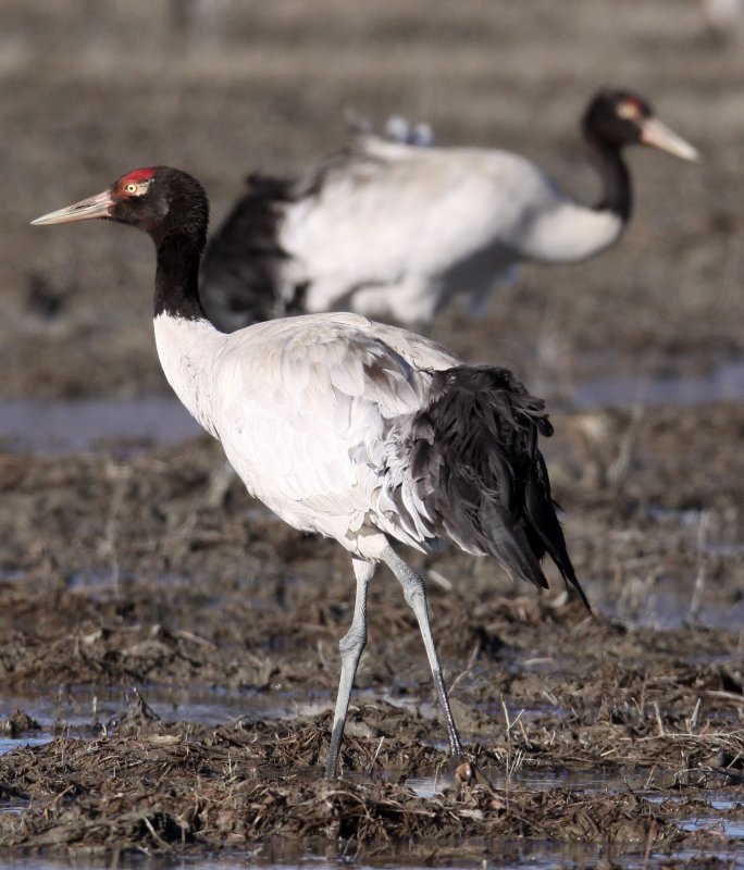 BIRD - CRANE - BLACK-NECKED CRANE - NAPAHAI WETLANDS YUNNAN CHINA (140).JPG