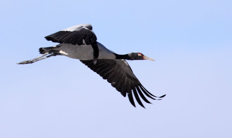 BIRD - CRANE - BLACK-NECKED CRANE - NAPAHAI WETLANDS YUNNAN CHINA (91).JPG