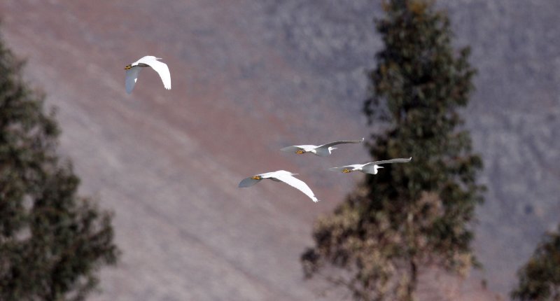 BIRD - EGRET - LITTLE EGRET - CAO HAI WETLANDS YUNNAN CHINA (9).JPG