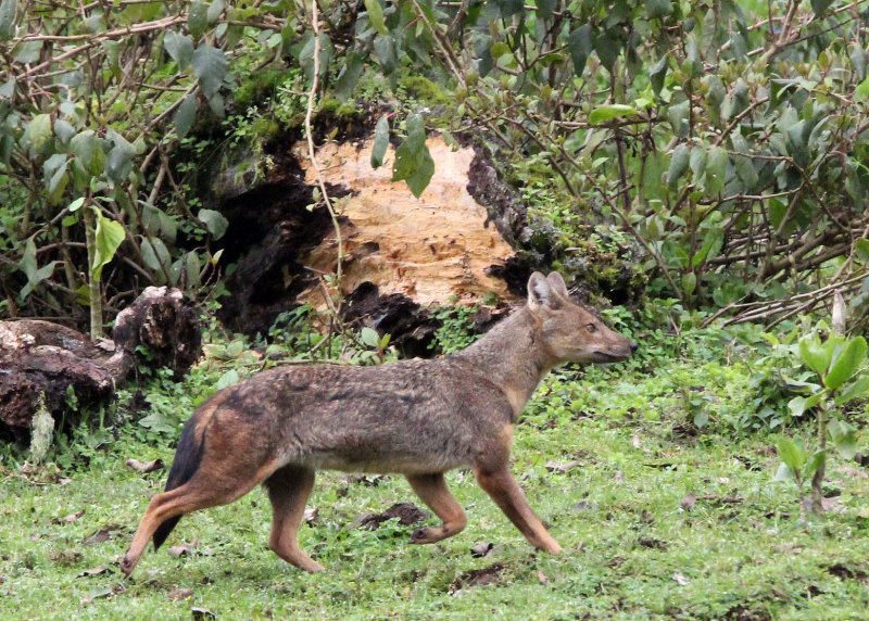 CANID - JACKAL - MYSTERY CANID - BALE MOUNTAINS NATIONAL PARK ETHIOPIA HARENNA FOREST (9).JPG