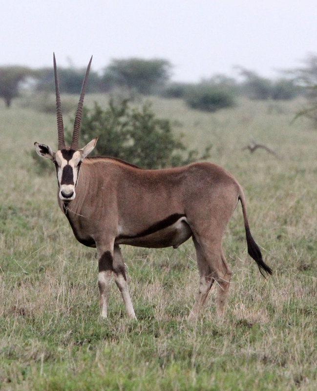 BOVID - ORYX - BEISA ORYX - AWASH NATIONAL PARK ETHIOPIA (9).JPG