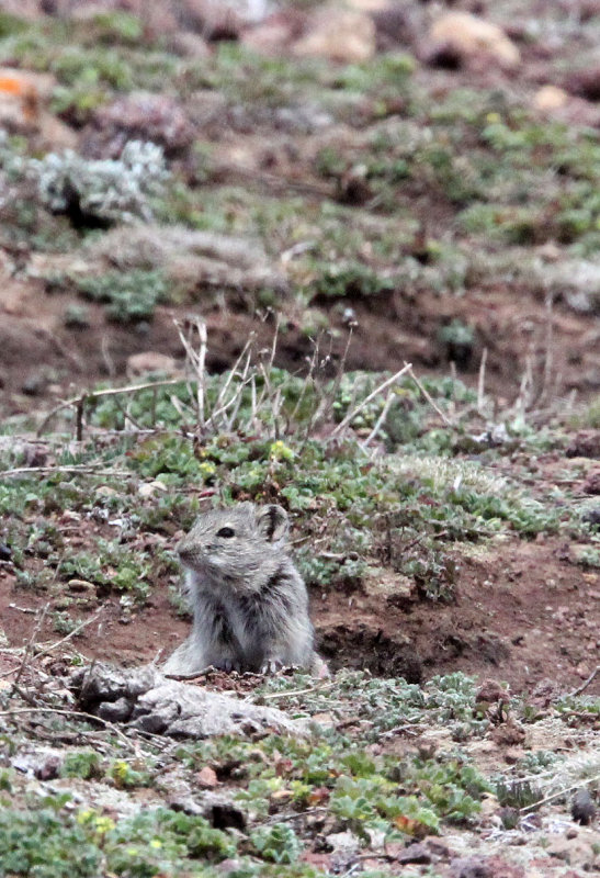 RODENT - BLICKS GRASS MOUSE - BALE MOUNTAINS NATIONAL PARK ETHIOPIA (21).JPG