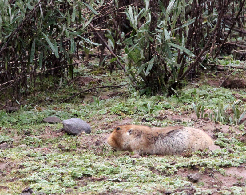 RODENT - GIANT MOLE RAT - BALE MOUNTAINS NATIONAL PARK ETHIOPIA (279).JPG