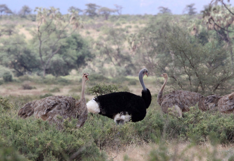 BIRD - OSTRICH - SOMALI OSTRICH - SAMBURU NATIONAL PARK KENYA (8).JPG