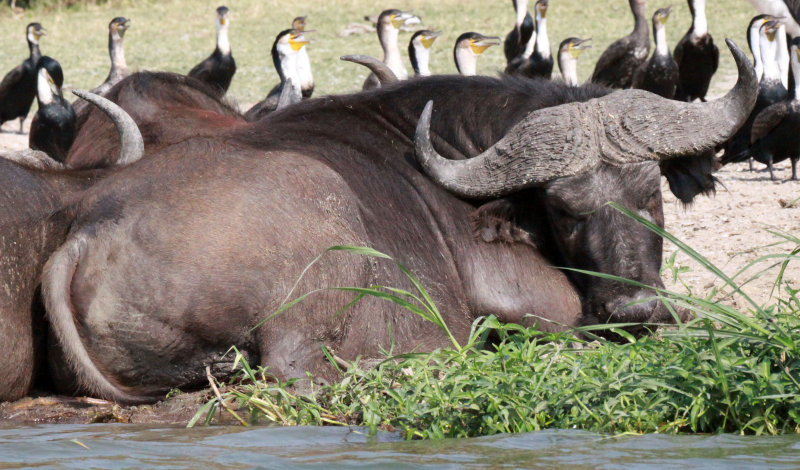 BOVID - BUFFALO - CAPE BUFFALO - QUEEN ELIZABETH NATIONAL PARK UGANDA (1).JPG