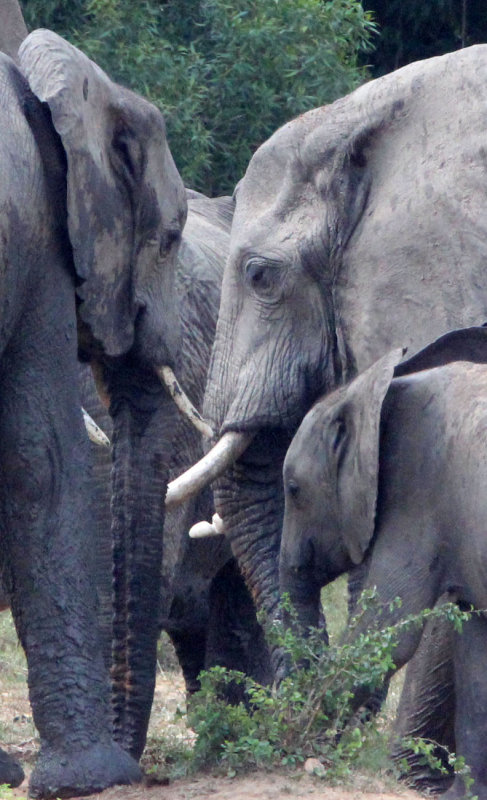 ELEPHANT - MURCHISON FALLS NATIONAL PARK UGANDA (5).JPG