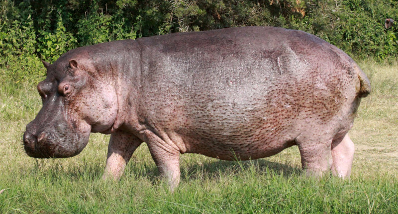 HIPPOPOTAMUS - QUEEN ELIZABETH NATIONAL PARK UGANDA (32).JPG