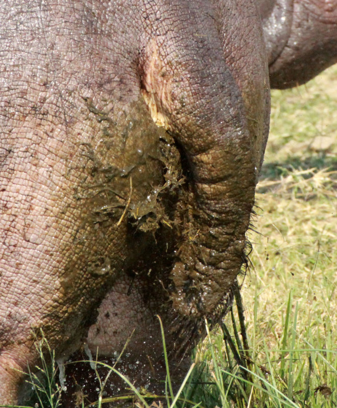 HIPPOPOTAMUS - QUEEN ELIZABETH NATIONAL PARK UGANDA (56).JPG