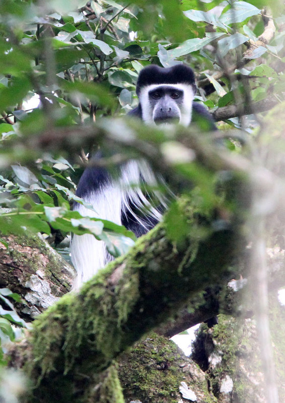 PRIMATE - COLOBUS MONKEY - GUEREZA COLOBUS MONKEY - KIBALE NATIONAL PARK UGANDA BIGODI SWAMP (2).JPG