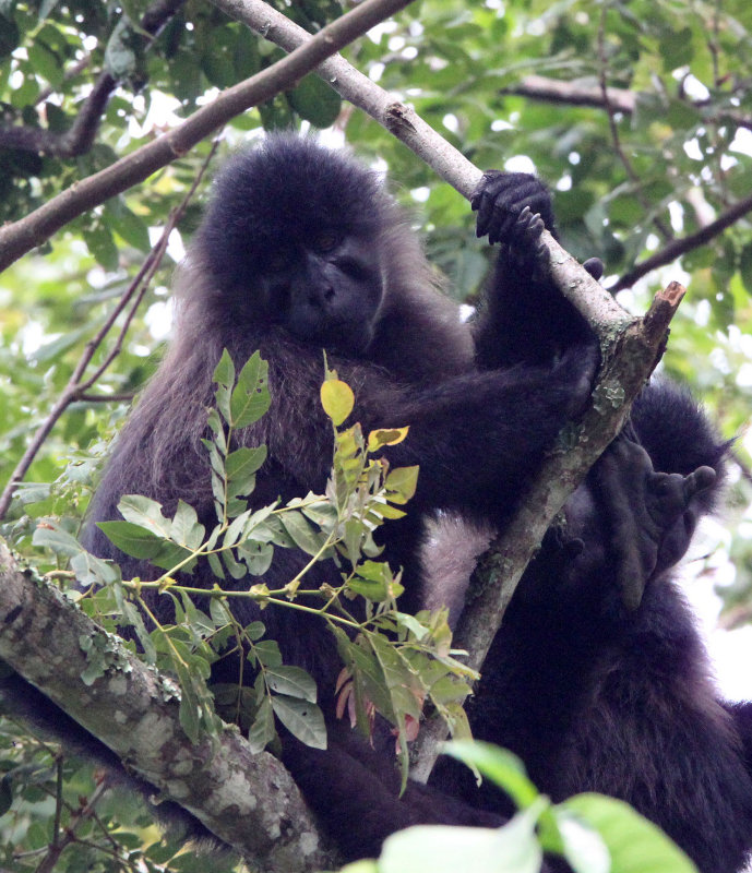 PRIMATE - MANGABEY - GREY-CHEEKED MANGABEY - KIBALE NATIONAL PARK UGANDA (63).JPG