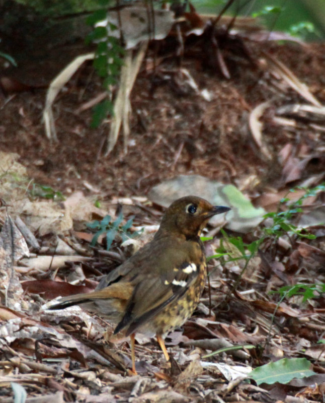 BIRD - GROUND-THRUSH - ABYSSINIAN GROUND-THRUSH - RWENZORI NATIONAL PARK UGANDA (8).JPG