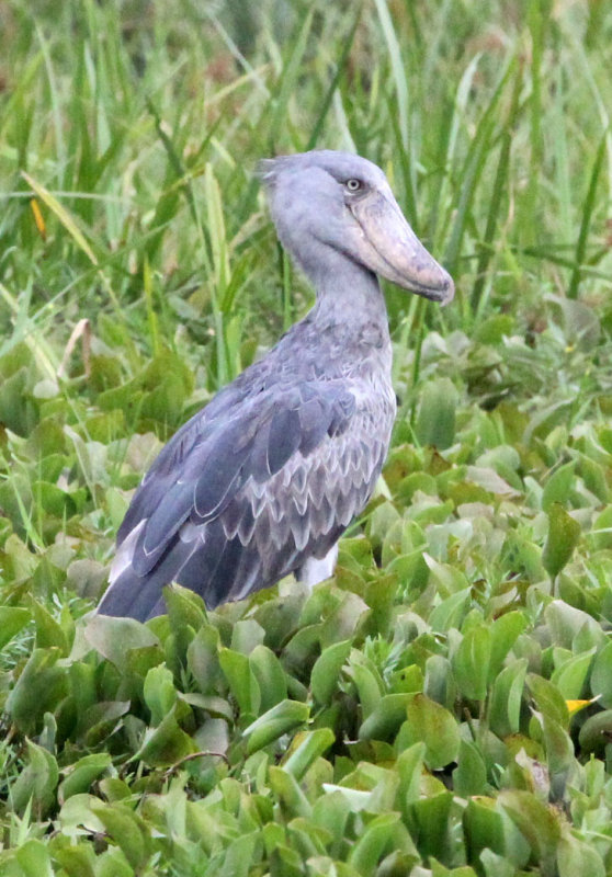 BIRD - STORK - SHOEBILL STORK - MURCHISON FALLS NATIONAL PARK UGANDA (53) - Copy.JPG