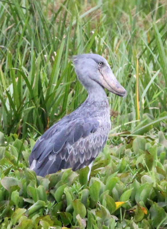 BIRD - STORK - SHOEBILL STORK - MURCHISON FALLS NATIONAL PARK UGANDA (57) - Copy.JPG