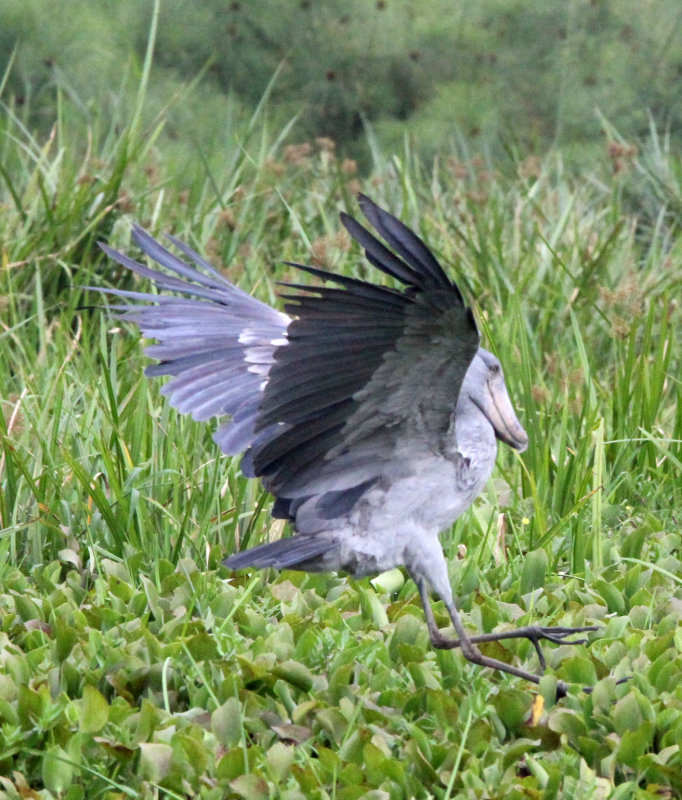BIRD - STORK - SHOEBILL STORK - MURCHISON FALLS NATIONAL PARK UGANDA (65) - Copy.JPG