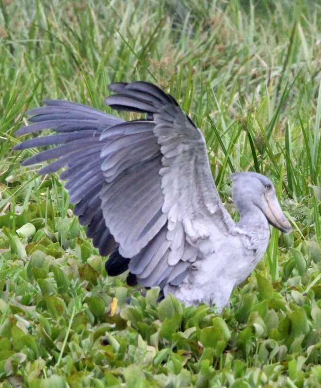 BIRD - STORK - SHOEBILL STORK - MURCHISON FALLS NATIONAL PARK UGANDA (66) - Copy.JPG