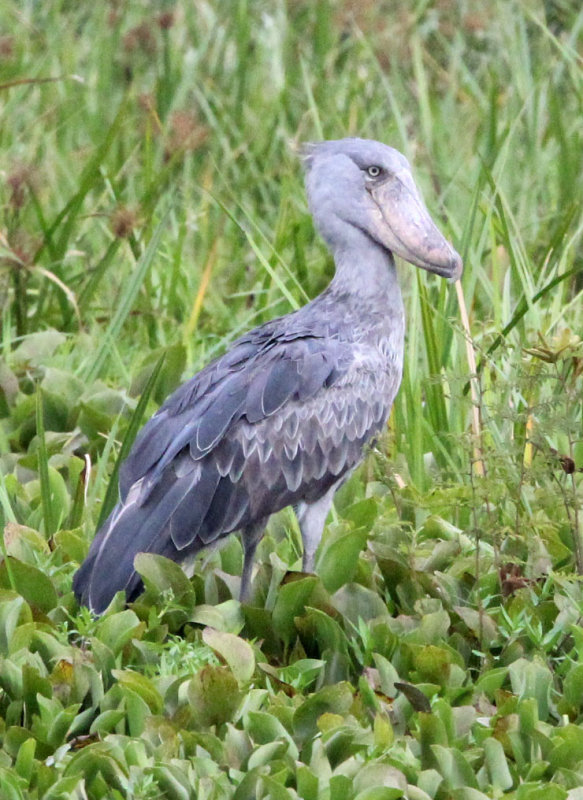 BIRD - STORK - SHOEBILL STORK - MURCHISON FALLS NATIONAL PARK UGANDA (72) - Copy.JPG