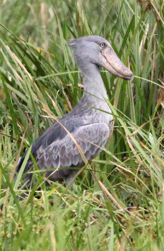 BIRD - STORK - SHOEBILL STORK - MURCHISON FALLS NATIONAL PARK UGANDA (8).JPG