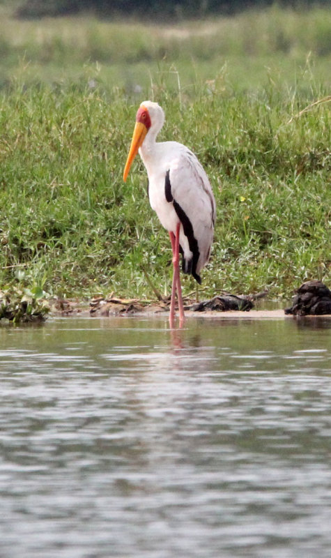 BIRD - STORK - YELLOW-BILLED STORK - MURCHISON FALLS NATIONAL PARK UGANDA (1) - Copy.JPG