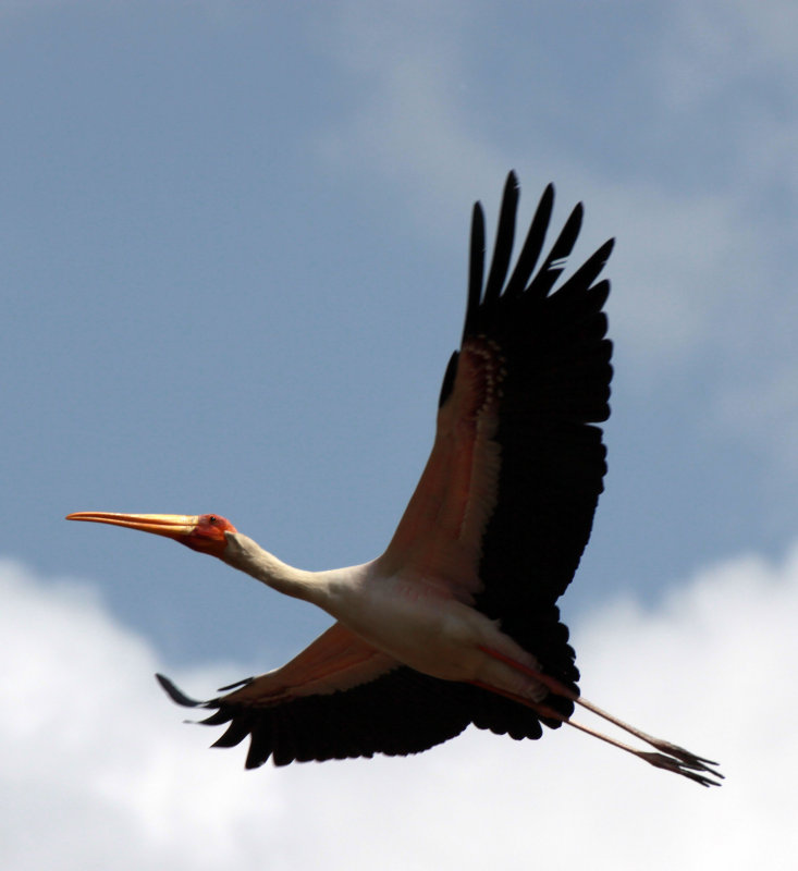 BIRD - STORK - YELLOWBILLED STORK - UGANDA (2) - Copy.JPG