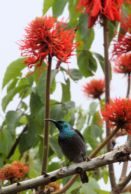 BIRD - SUNBIRD - BLUE-HEADED SUNBIRD - KIBALE NATIONAL PARK UGANDA (1) - Copy.JPG