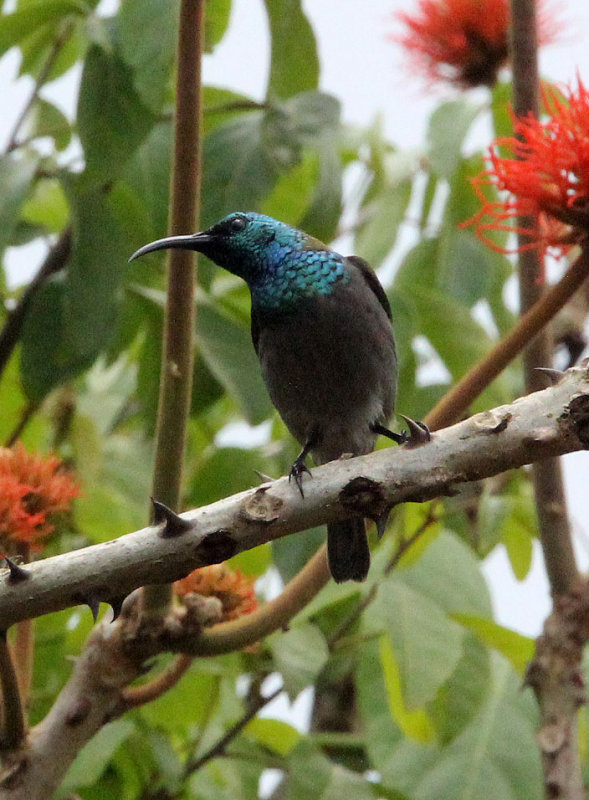 BIRD - SUNBIRD - BLUE-HEADED SUNBIRD - KIBALE NATIONAL PARK UGANDA (5) - Copy.JPG