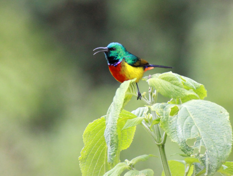 BIRD - SUNBIRD - RWENZORI DOUBLE-COLLARED SUNBIRD - RWENZORI NATIONAL PARK UGANDA (3) - Copy.JPG