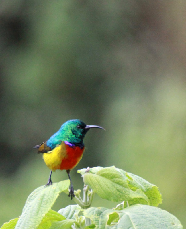 BIRD - SUNBIRD - RWENZORI DOUBLE-COLLARED SUNBIRD - RWENZORI NATIONAL PARK UGANDA (6) - Copy.JPG