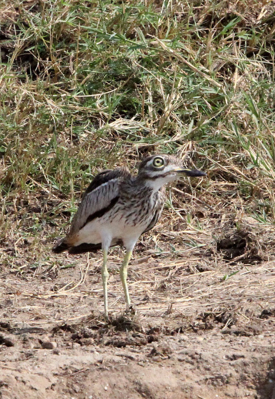 BIRD - THICK-KNEE - EURASIAN THICK-KNEE - QUEEN ELIZABETH NP UGANDA (1) - Copy.JPG