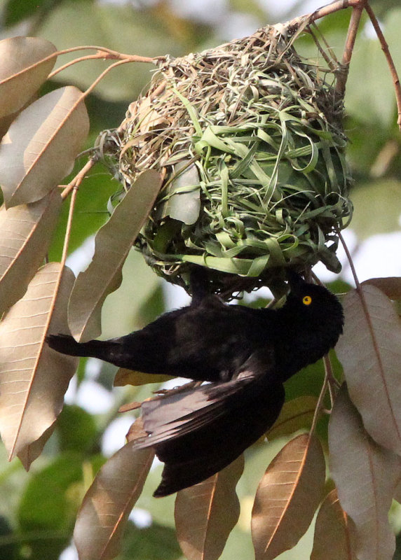 BIRD - WEAVER - VIELLOTS BLACK WEAVER - BIGODI SWAMP UGANDA (1).JPG