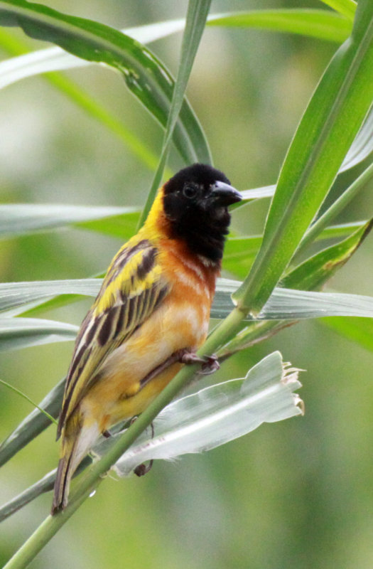 BIRD - WEAVER - YELLOW-BACKED WEAVER - FORT PORTAL UGANDA (2).JPG