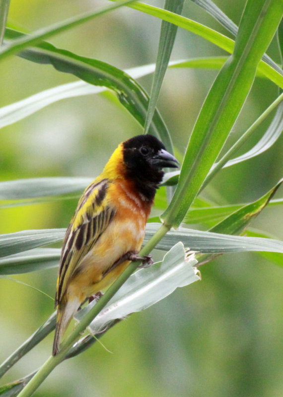 BIRD - WEAVER - YELLOW-BACKED WEAVER - FORT PORTAL UGANDA (5).JPG