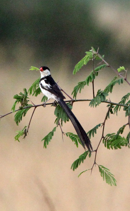 BIRD - WHYDAH - PIN-TAILED WHYDAH - QUEEN ELIZABETH NP UGANDA (1).JPG