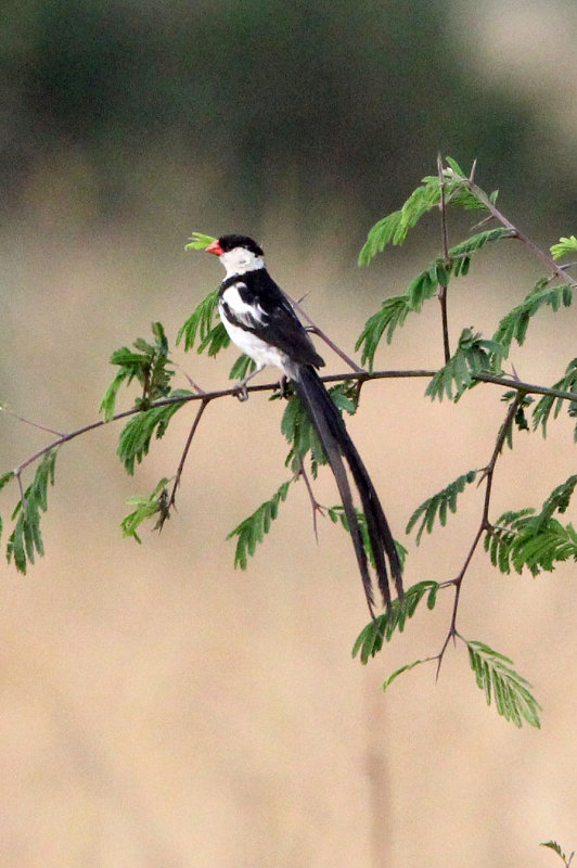 BIRD - WHYDAH - PIN-TAILED WHYDAH - QUEEN ELIZABETH NP UGANDA (6).JPG