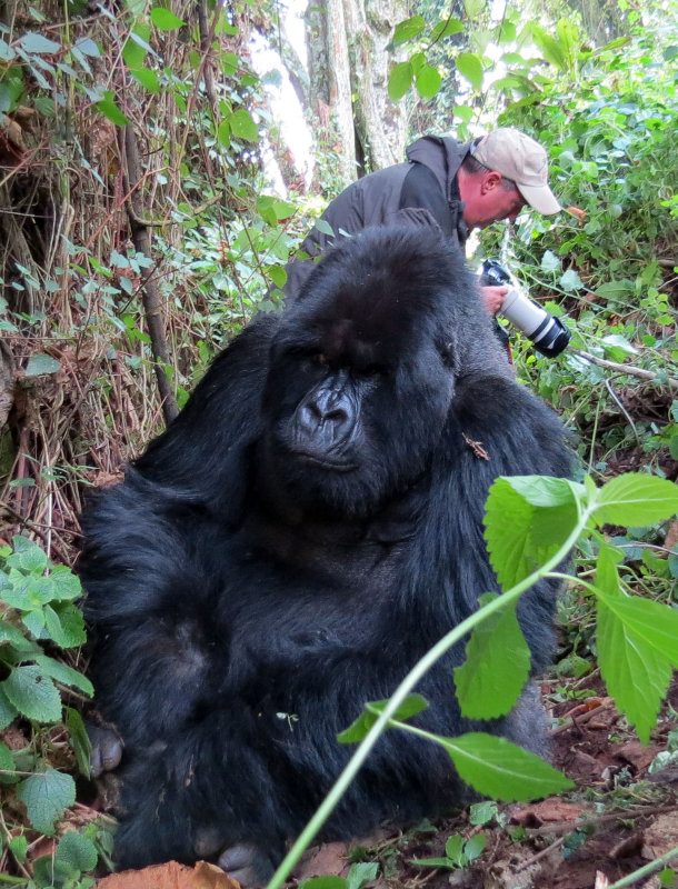 PRIMATE - GORILLA - MOUNTAIN GORILLA - AMOHORO GROUP - PARC DU VULCANS RWANDA (1).JPG