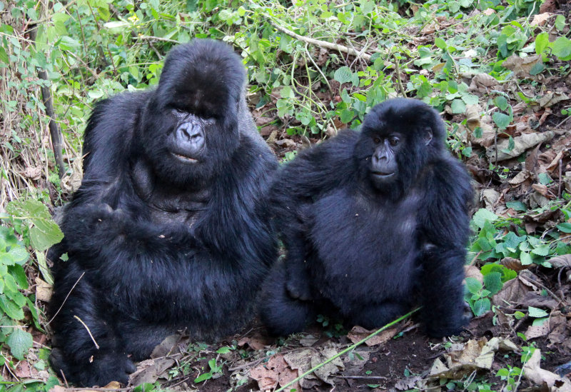 PRIMATE - GORILLA - MOUNTAIN GORILLA - AMOHORO GROUP - PARC DU VULCANS RWANDA (255).JPG