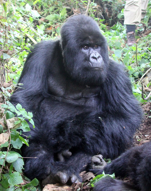 PRIMATE - GORILLA - MOUNTAIN GORILLA - PARC DU VOLCANS RWANDA 2012 (291).JPG