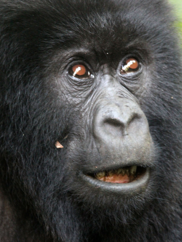 PRIMATE - GORILLA - MOUNTAIN GORILLA - PARC DU VOLCANS RWANDA 2012 (310).JPG