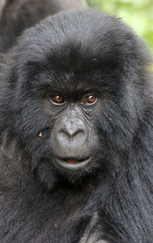 PRIMATE - GORILLA - MOUNTAIN GORILLA - PARC DU VOLCANS RWANDA 2012 (320).JPG