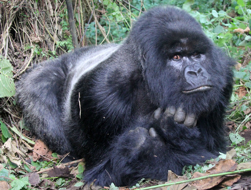 PRIMATE - GORILLA - MOUNTAIN GORILLA - PARC DU VOLCANS RWANDA 2012 (361).JPG