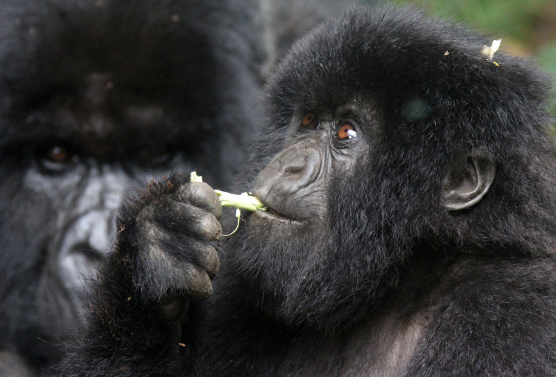 PRIMATE - GORILLA - MOUNTAIN GORILLA - PARC DU VOLCANS RWANDA 2012 (452).JPG