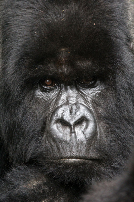 PRIMATE - GORILLA - MOUNTAIN GORILLA - PARC DU VOLCANS RWANDA 2012 (474).JPG