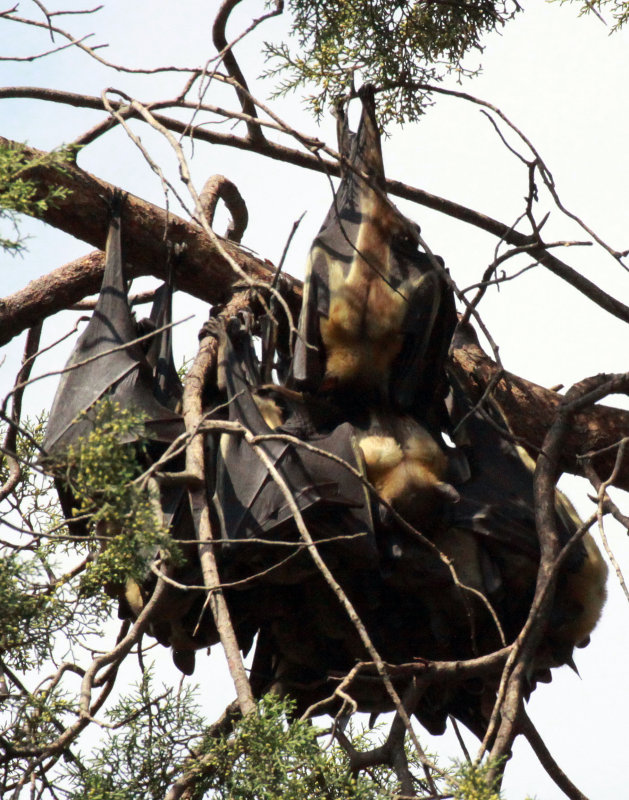 CHIROPTERA - STRAW-COLORED FRUIT BAT - EIDOLON HELVUM - KIGALE RWANDA (3).JPG