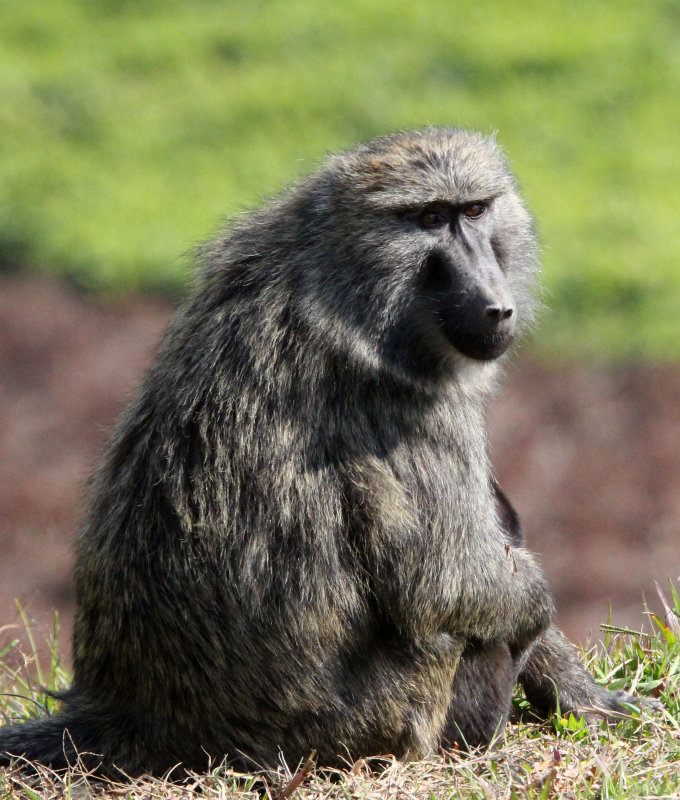 PRIMATE - BABOON - OLIVE BABOON - GREY FORM - NYUNGWE NATIONAL PARK RWANDA (198).JPG